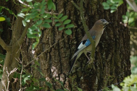 Ghiandaia